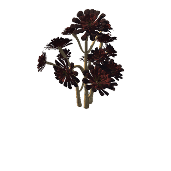 Flower_Aeonium Black Rose 4 2